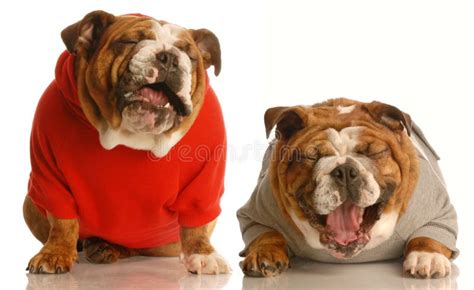 Two dogs laughing stock image. Image of bull, friendship - 8461643