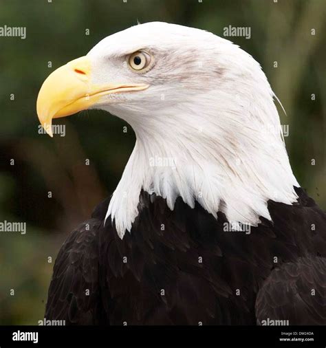 The Bald Eagle is the National Bird of United States of America Stock ...