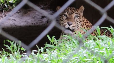 Trivandrum Zoo - Visit and enjoy yourself with your family. - TripGlitz