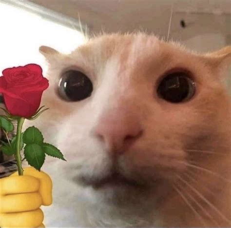 cat giving flower Blank Template - Imgflip