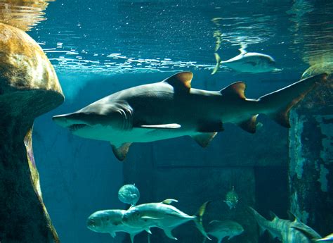 Shark Aquarium | SEA LIFE London Aquarium