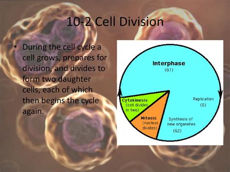 Ch 10 Cell Growth and Division - ppt download