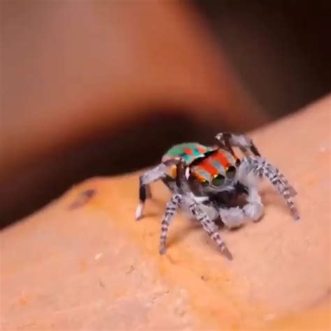 This peacock spider doing his mating ritual dance to not be eaten by a ...