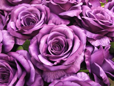 Purple Roses Desktop Wallpapers on WallpaperDog