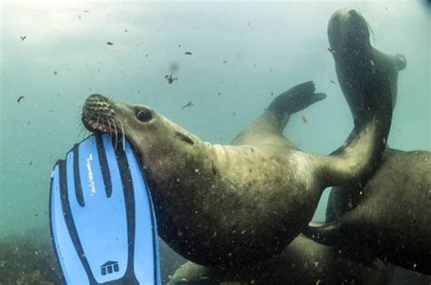 Deep sea diver gets a shock when sea lion grabs hold of his HEAD ...