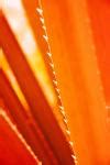 Aloe Vera Leaf Detail Free Stock Photo - Public Domain Pictures