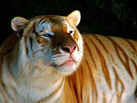 The Jungle Store: The Rare Golden Tiger