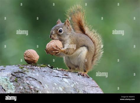 Squirrel storing food hi-res stock photography and images - Alamy