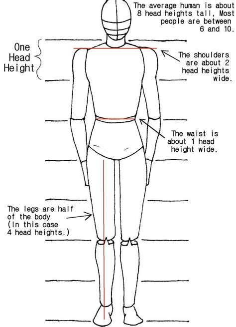 step by step how to draw the human body | Drawing body proportions, Body proportions, Drawing ...