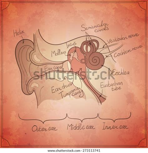 Ear Anatomy Outline Vintage Background Vector Stock Vector (Royalty Free) 273113741 | Shutterstock