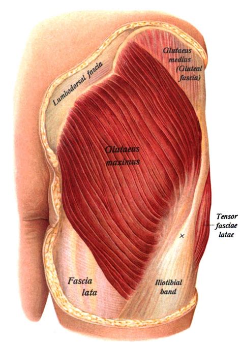 Gluteus Maximus