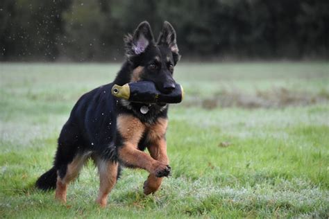 Training a German Shepherd | The Tessleymoor Way