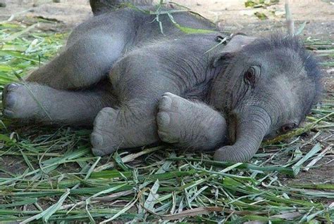 Baby elephant nap time | Cute baby animals, Cute baby elephant, Baby animals