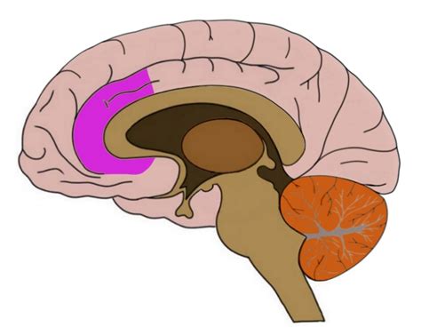 Anterior Cingulate Cortex Function Psychology - cloudshareinfo