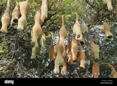 Baya weaver bird nests hanging on tree ; Jodhpur ; Rajasthan ; India ...