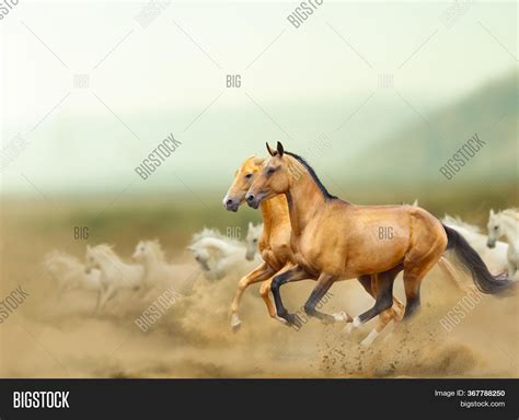 Beautiful Wild Horses Image & Photo (Free Trial) | Bigstock