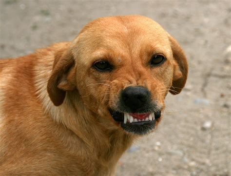 Why Do Dogs Show Their Teeth?- 6 Reasons - Poochband