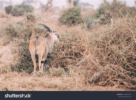 Impalas Shown Their Natural Habitat Kenyas Stock Photo 1298973325 ...