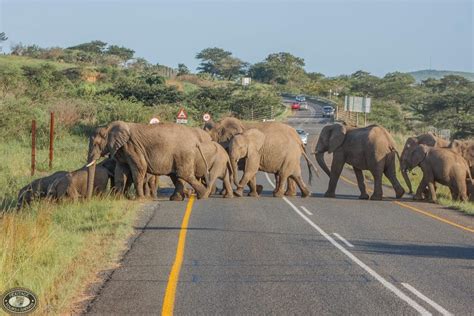 Umfolozi Park Safari Sightings - Hluhluwe Game Reserve