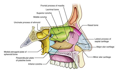 Easy Notes On 【Nasal Cavity】Learn in Just 4 Minutes!