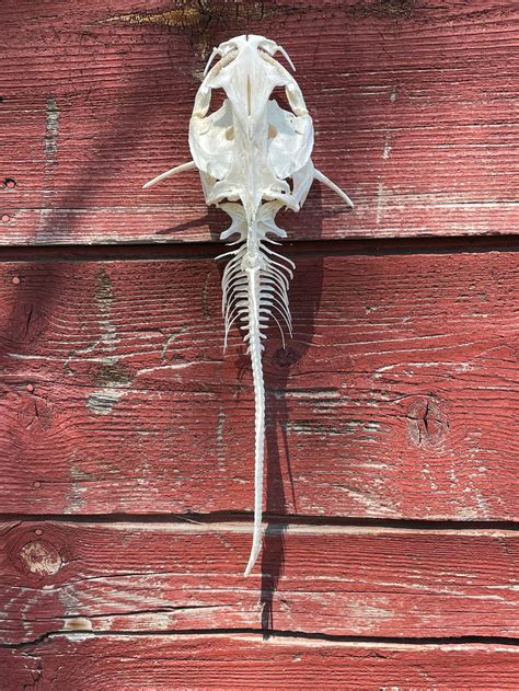 Channel Catfish Skeleton 21 Inches - Etsy