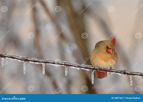 North Carolina State Bird stock image. Image of cardinal - 3887367