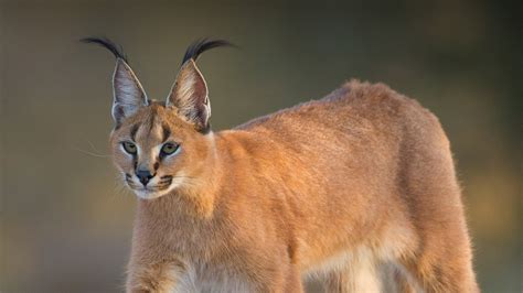 What Do Caracals Eat - Katynel