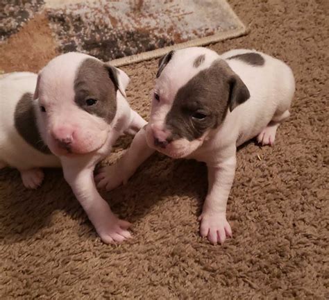 American Staffordshire Terrier Puppies For Sale | Columbus, OH #289568