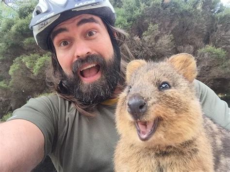 The Quokka Is Called the “World’s Happiest Animal,” and Here Are 22 ...