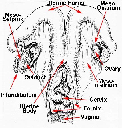 Pin by Saurav Kandel on Veterinary studies | Cow, Veterinary studies, Image search