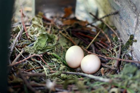 Eggs in a nest | Some pigeons laid eggs on our balcony. | Simon Law ...