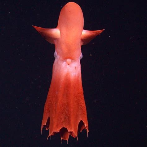 - A rare cirrate octopus (Cirroteuthis Mueller) seen at 2100 meters below the surface off ...