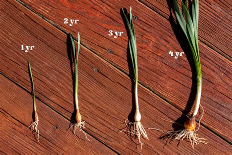 How to Collect & Grow Daffodils from Seed (& Why You Should Try It)