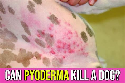 Can Pyoderma Kill a Dog? - Causes, Treatment & Prevention