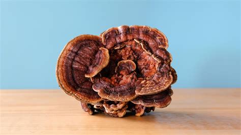 Reishi Mushroom | Top Benefits & Side Effects | Scientific Studies ...