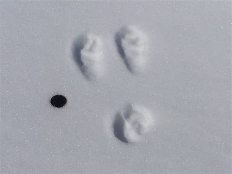 COTTONTAIL RABBIT TRACKS | Mountain Cottontail Rabbit track … | Flickr