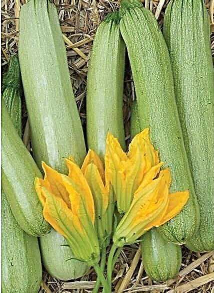 Zucchini varieties for the greenhouse: TOP 5 options for your garden - Also - 2024