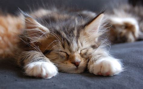 1920x1080px | free download | HD wallpaper: Sleeping Maine Coon Cat, small, cute | Wallpaper Flare