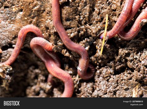 Red Worms Compost. Image & Photo (Free Trial) | Bigstock