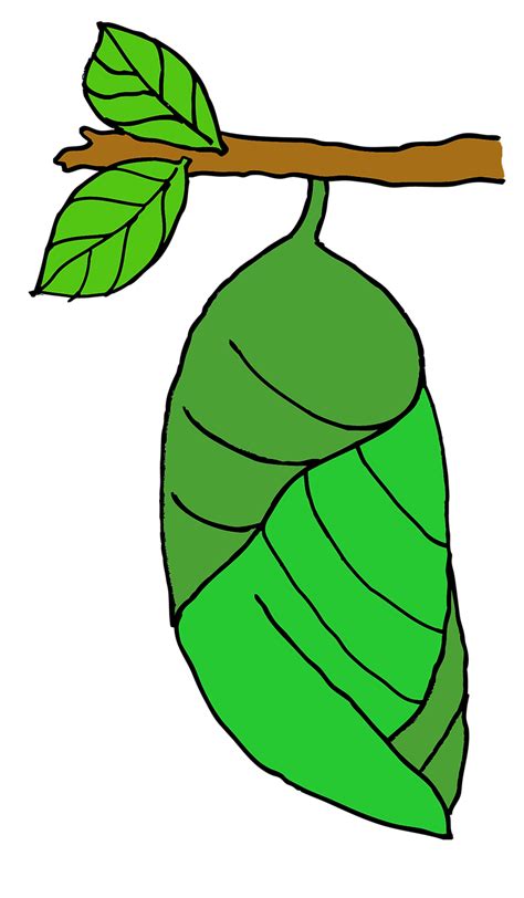 Pupa Butterfly Stage Nature PNG | Picpng