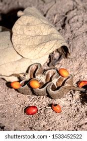 172 Erythrina Lysistemon Images, Stock Photos & Vectors | Shutterstock