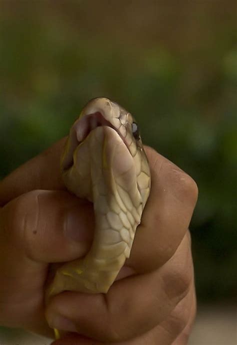 How to eat snakes? | Snake, Eat