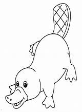 Platypus Outline Coloring Page  Free Printable Coloring Pages sketch template