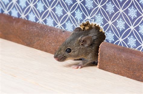 Mouse Control: Signs You Have Mice In Your Home | ABC Humane Wildlife ...