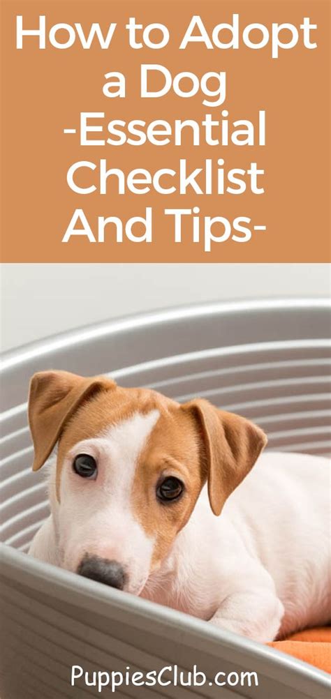 How to Adopt a Dog - Essential Checklist And Tips | Dog adoption, Puppy adoption, Dog essentials