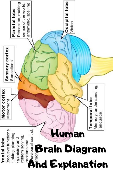 Human Brain Picture and explanation | Human brain diagram, Brain diagram, Biology pictures