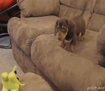 Dog Fail GIF - Find & Share on GIPHY