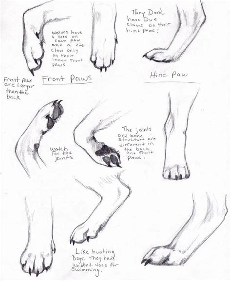 Wolf Paws by AdothWolf on DeviantArt