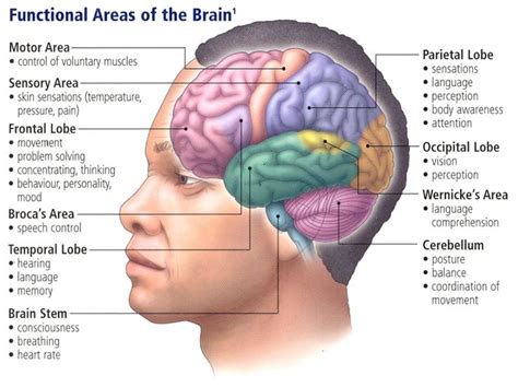 the brain | Human brain parts, Brain diagram, Brain parts