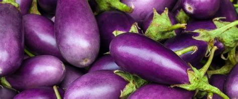 Bangladesh benefits from Bt brinjal - The Petri Dish